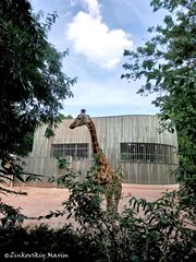 Дрезденский зоопарк