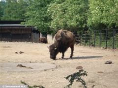 Зоопарк в Праге: Бизоны