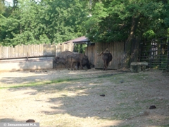 Зоопарк в Праге: Зубры