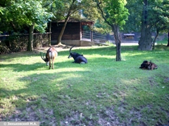Зоопарк в Праге: Черная антилопа