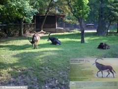 Черная антилопа в Пражском зоопарке