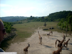 Зоопарк в Праге: Жирафы