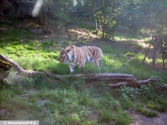 Зоопарк в Праге: Тигр уссурийский