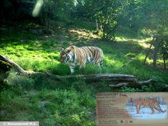 Пражский зоопарк. Уссурийский тигр