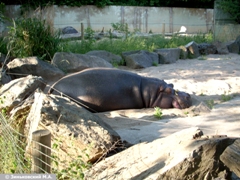Зоопарк в Праге: Бегемот