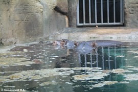 Зоопарк в Праге. Бегемот
