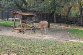 Зоопарк в Праге: Гуанако