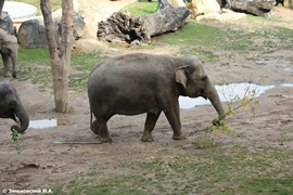 Зоопарк в Праге: Слоны