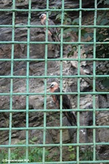 Зоопарк в Праге: Бородач