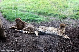 Зоопарк в Праге: Гепард