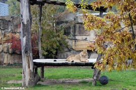 Зоопарк в Праге. Лев