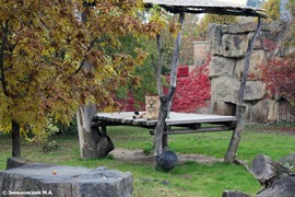Зоопарк в Праге. Лев