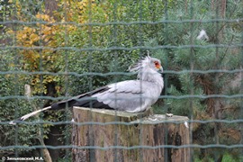Зоопарк в Праге. Птица-секретарь