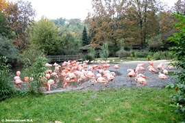 Зоопарк в Праге: Чилийские фламинго и Красные фламинго