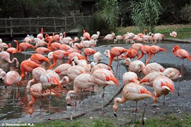 Зоопарк в Праге: Чилийские фламинго и Красные фламинго
