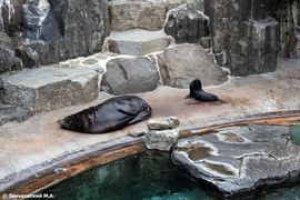 Зоопарк в Праге: Морские котики капские