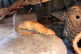 Зоопарк в Праге: Мангуст стройный
